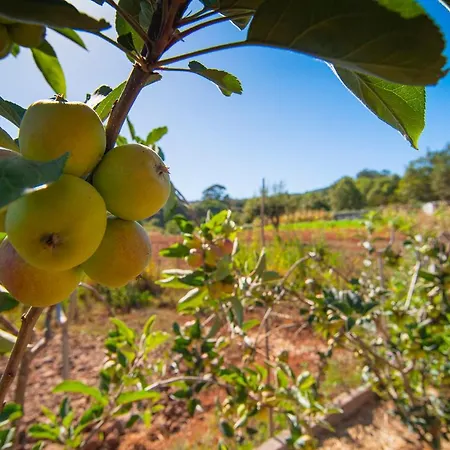 El Pastel Séjour à la campagne Tacoronte